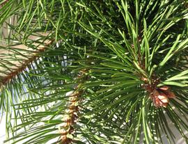 Pine Needle Tea - Thumbs up for Home Remedies!