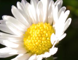 Daisy - A Symbol of Beauty and Purity