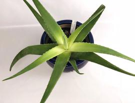 Aloe Vera - Ancient Plant With Great Impact